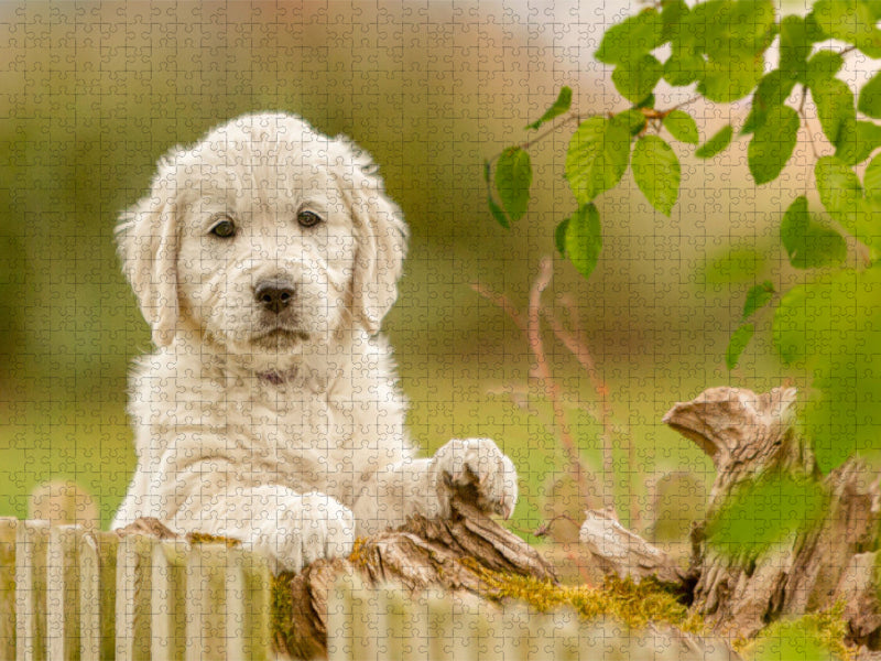 Ein Motiv aus dem Kalender Golden Retriever... Herzenshunde - CALVENDO Foto-Puzzle'