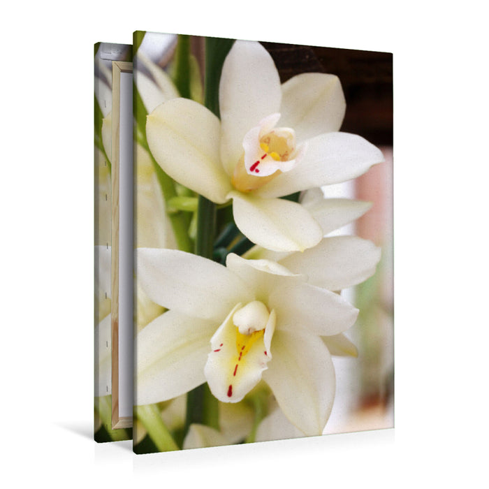 Premium Textil-Leinwand Cymbidium