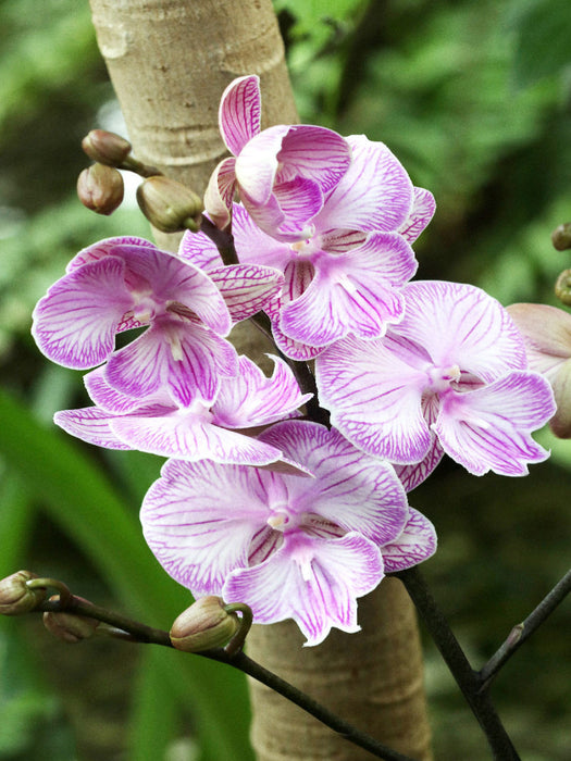 Phalaenopsis - CALVENDO Foto-Puzzle