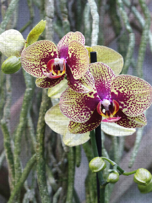 Phalaenopsis - Puzzle photo CALVENDO' 