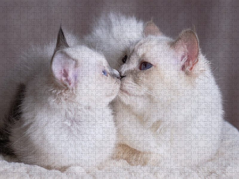 Sacred Birman Kitten - Junice with Mom - Blue Point - CALVENDO photo puzzle 