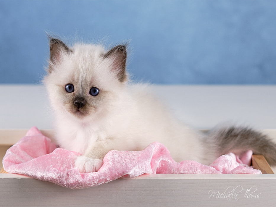 Sacred Birman Kitten - a dream on white paws - CALVENDO photo puzzle 