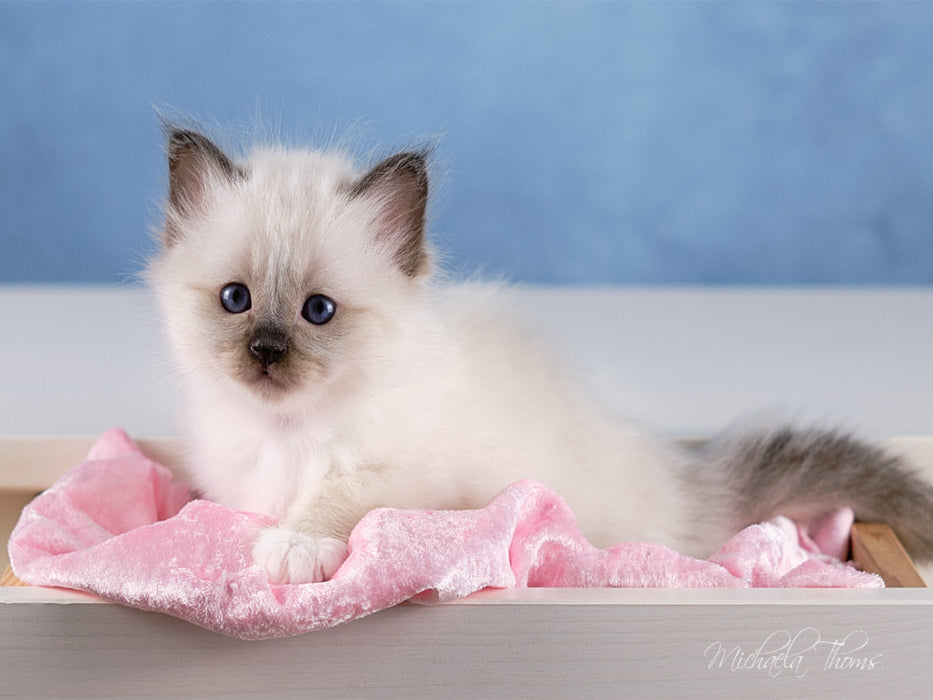 Heilige Birma Kitten - ein Traum auf weißen Pfötchen - CALVENDO Foto-Puzzle