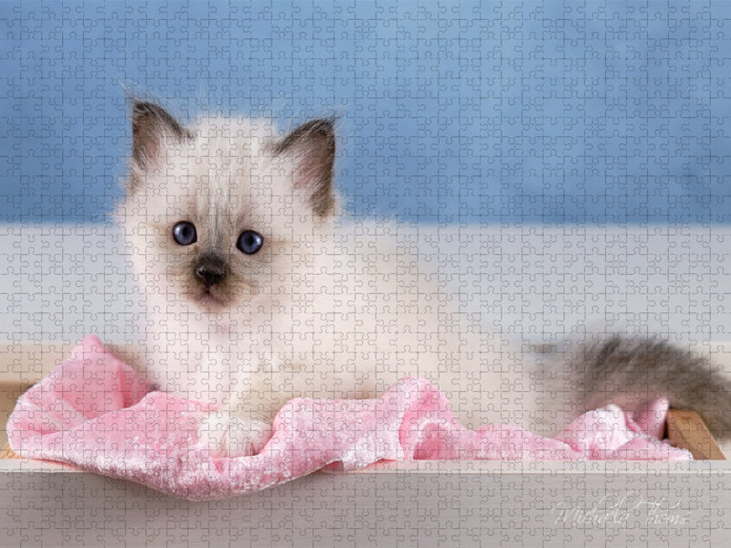 Heilige Birma Kitten - ein Traum auf weißen Pfötchen - CALVENDO Foto-Puzzle