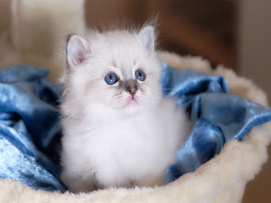 Lenni - Blue Tabby - CALVENDO Foto-Puzzle'