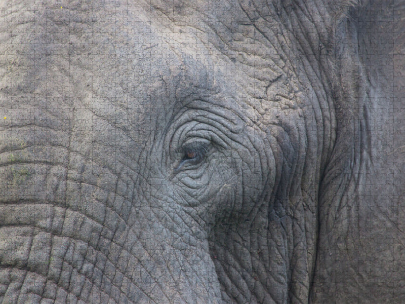 Rencontre au Tembe Elephant Park, Afrique du Sud - CALVENDO Photo Puzzle' 