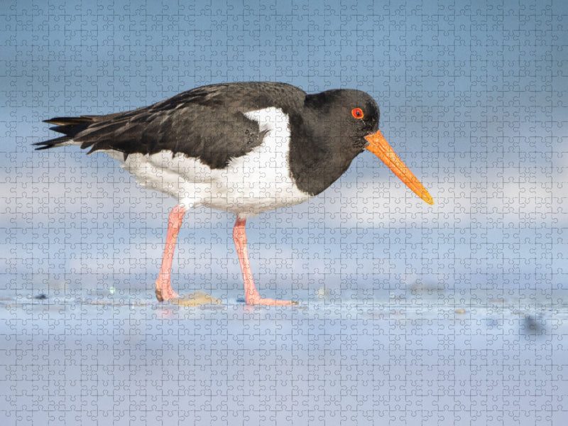 Austernfischer (Oystercatcher) - CALVENDO Foto-Puzzle