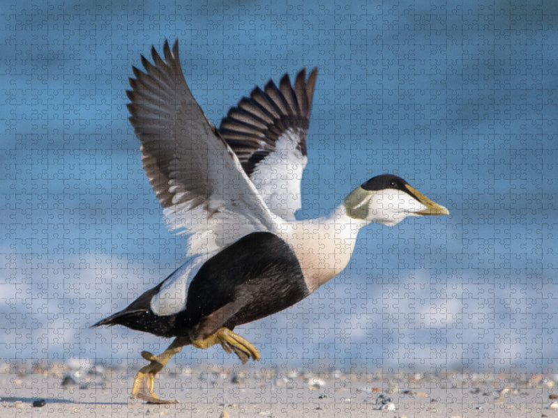 Eiderente (Eider Duck) - CALVENDO Foto-Puzzle'