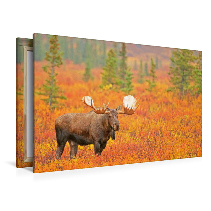 Premium textile canvas Bull moose stands in autumn-colored blueberry bushes 