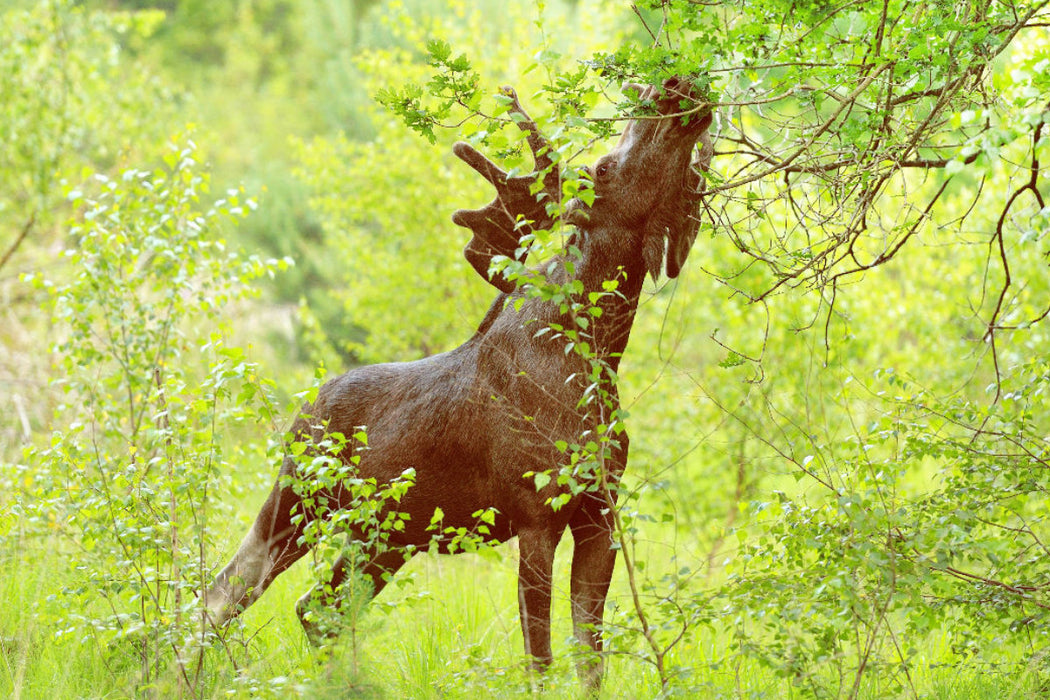 Élan en toile textile haut de gamme au milieu de pousses d'arbres fraîches et vertes 