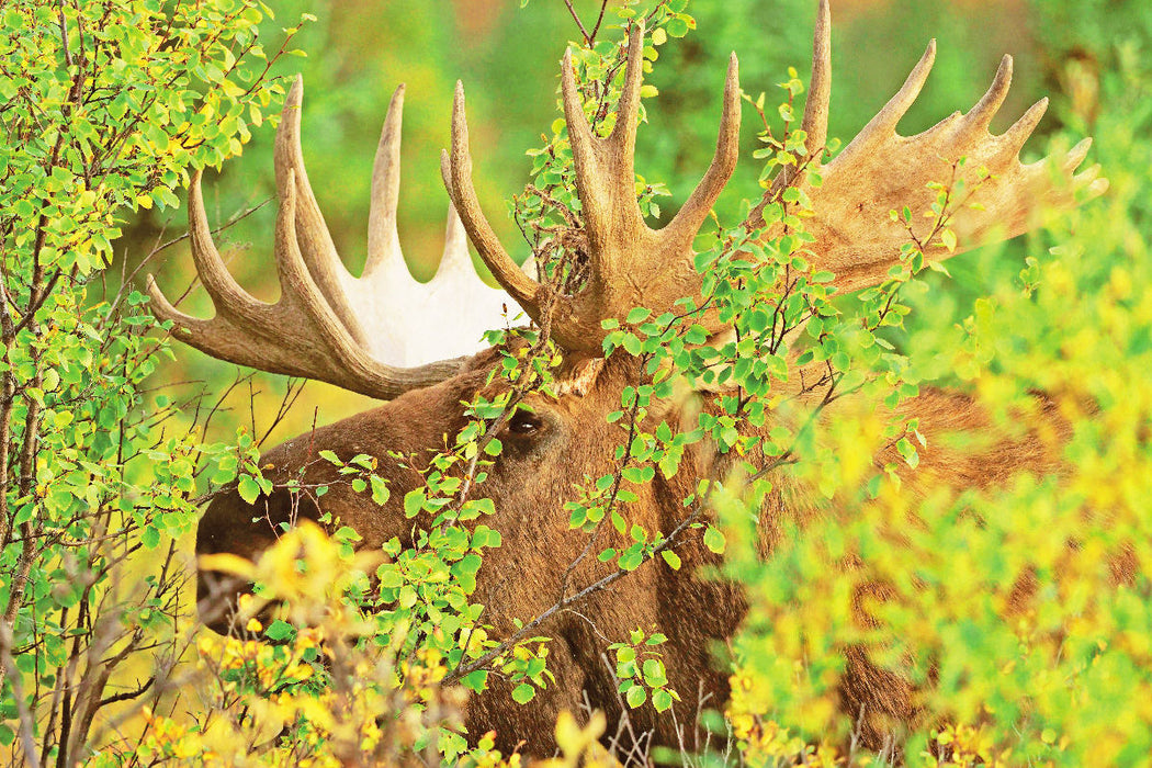 Premium Textil-Leinwand Der Elch: König der Hirsche