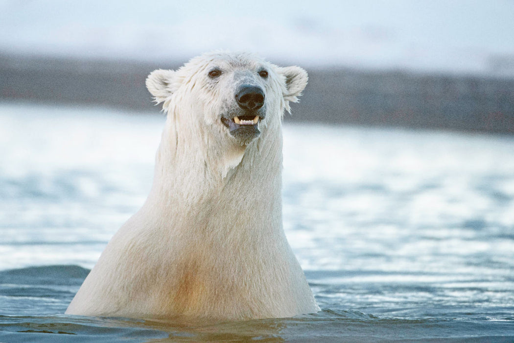 Premium Textil-Leinwand Der Eisbär: Der König der Arktis