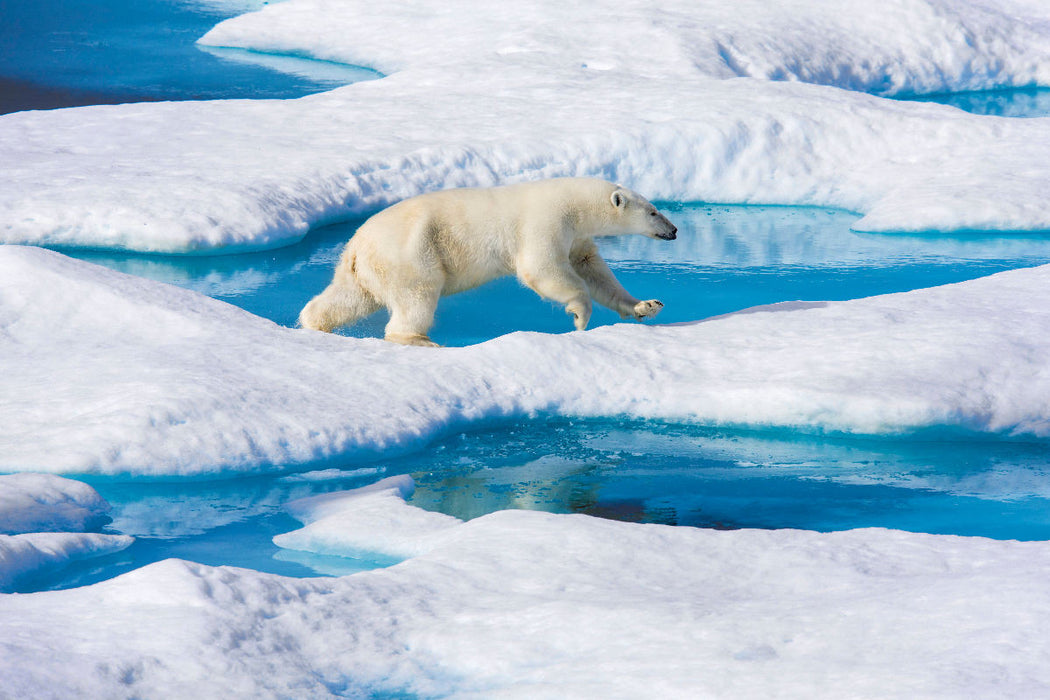 Premium Textil-Leinwand Junger Eisbär springt von Eisscholle zu Eisscholle