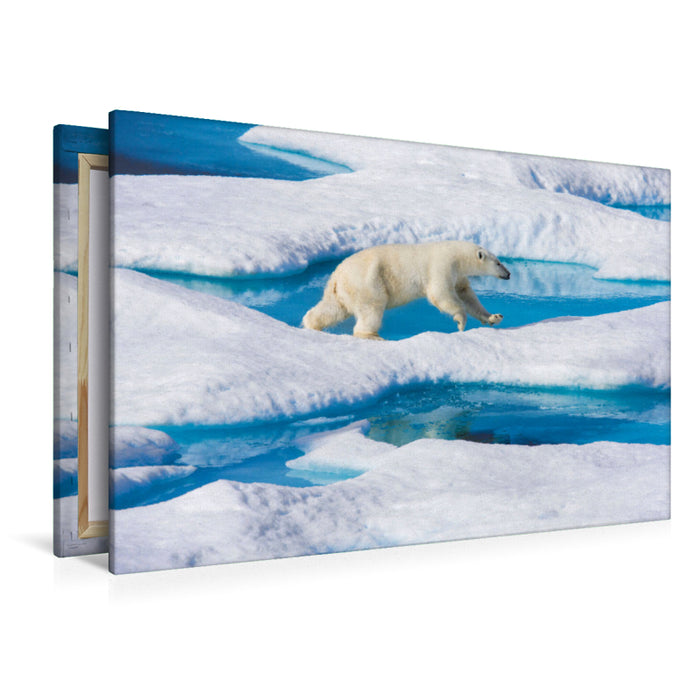 Premium textile canvas Young polar bear jumps from ice floe to ice floe 