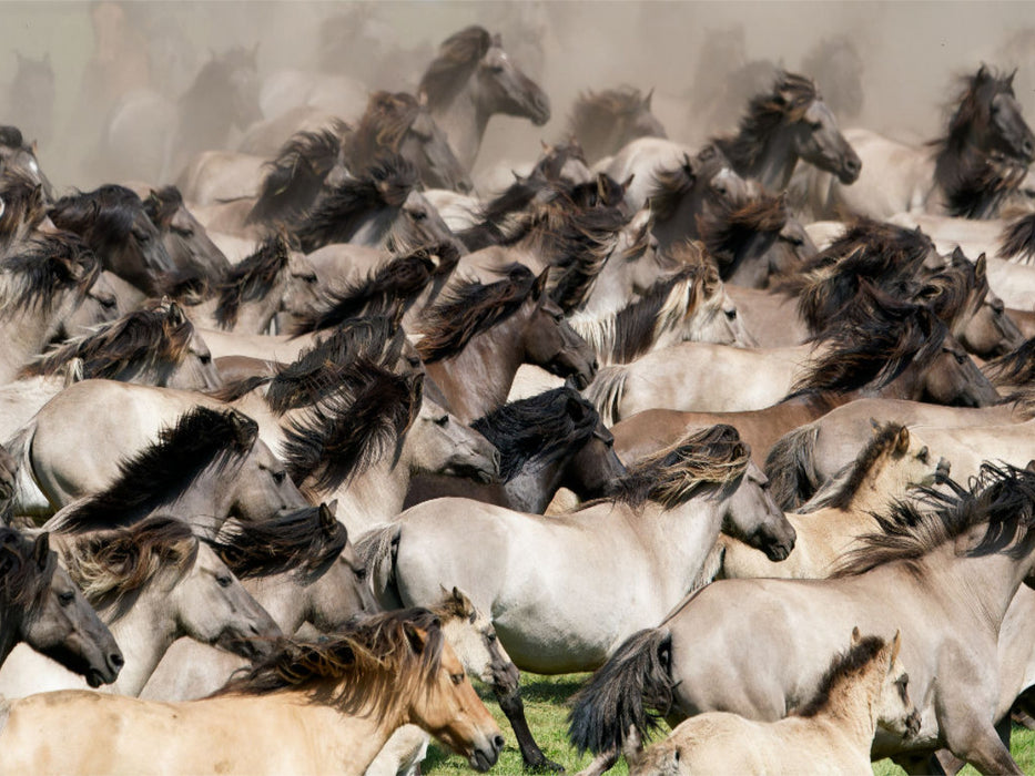 Troupeau de juments attrapant des chevaux sauvages - Puzzle photo CALVENDO' 