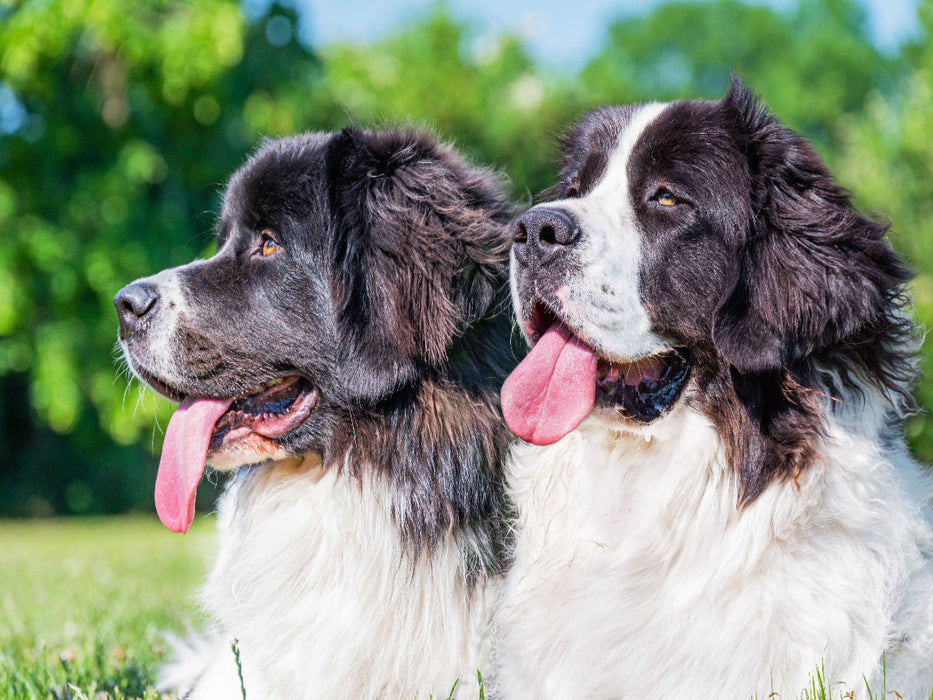 Portrait de deux chiennes Landseer - Puzzle photo CALVENDO' 