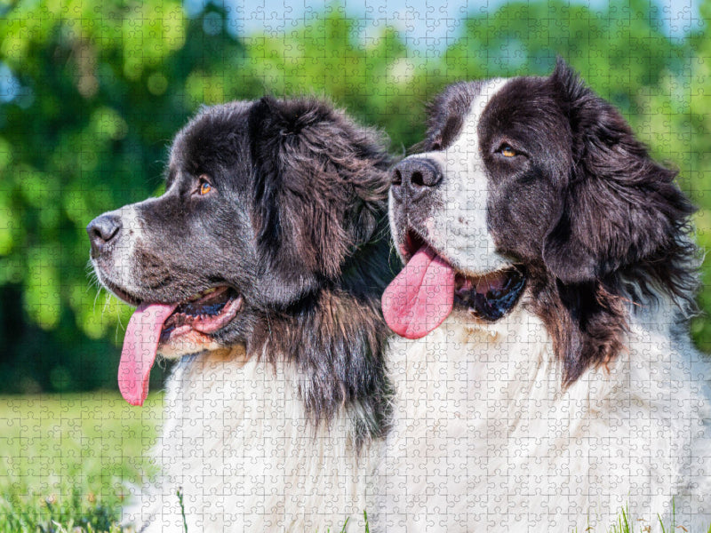 Portrait de deux chiennes Landseer - Puzzle photo CALVENDO' 