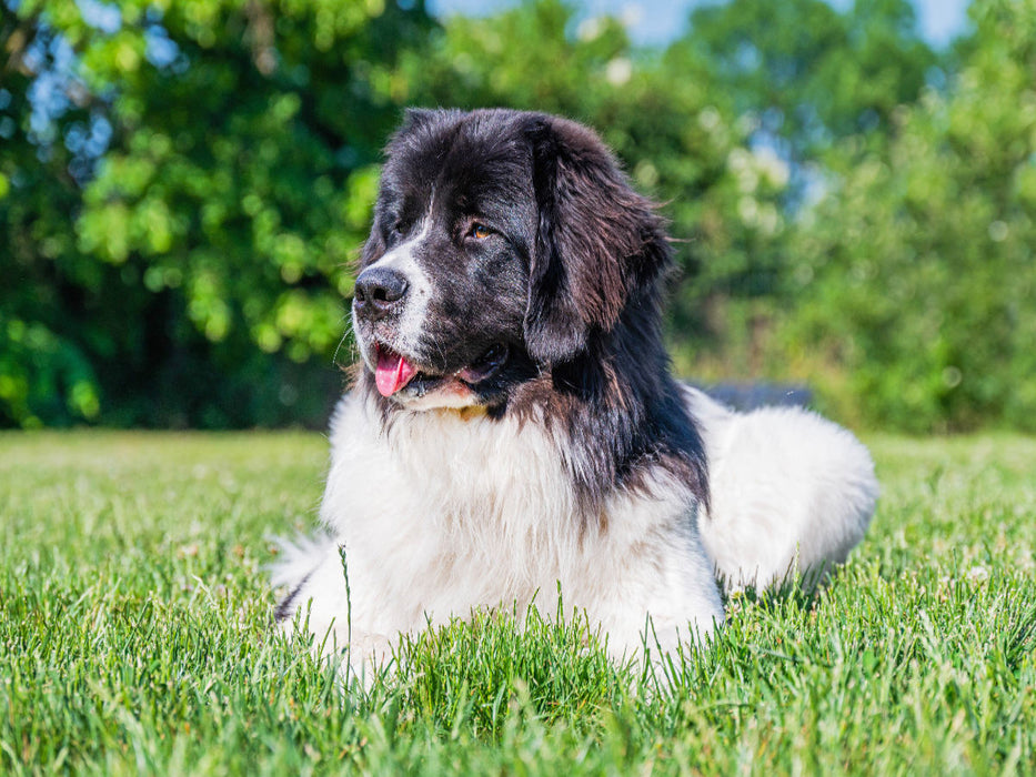 Landseer auf der Wiese - CALVENDO Foto-Puzzle'