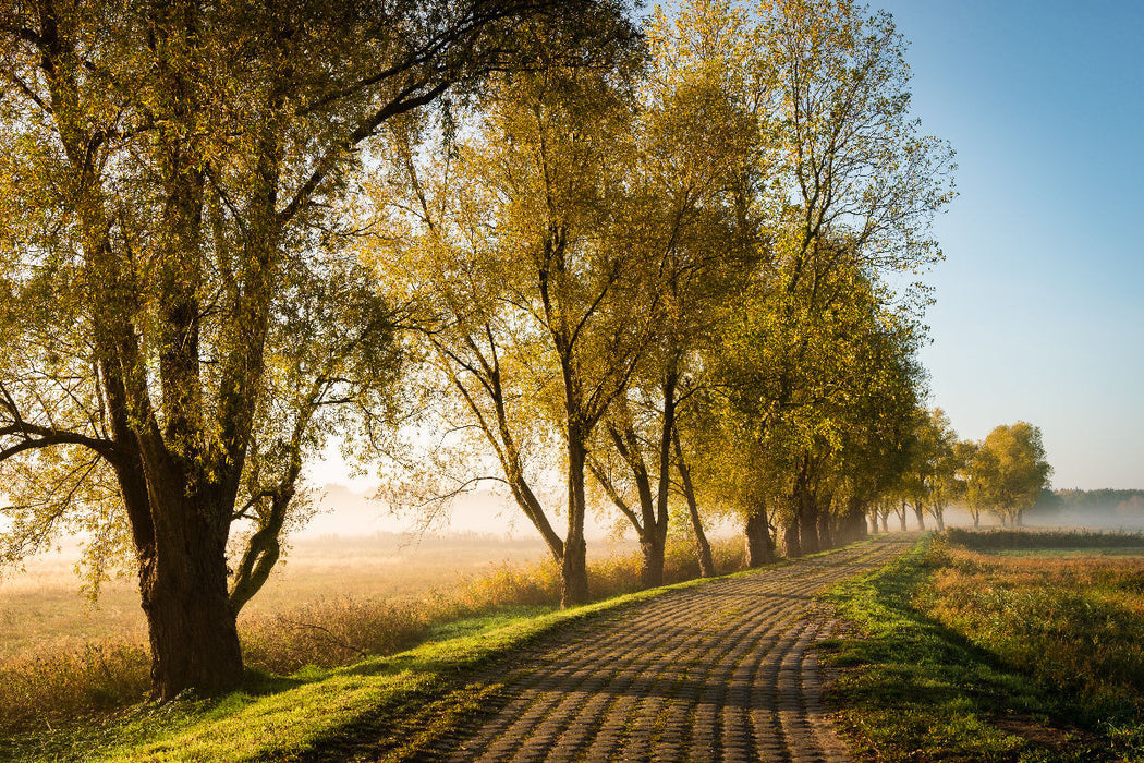 Premium textile canvas avenue in autumn 