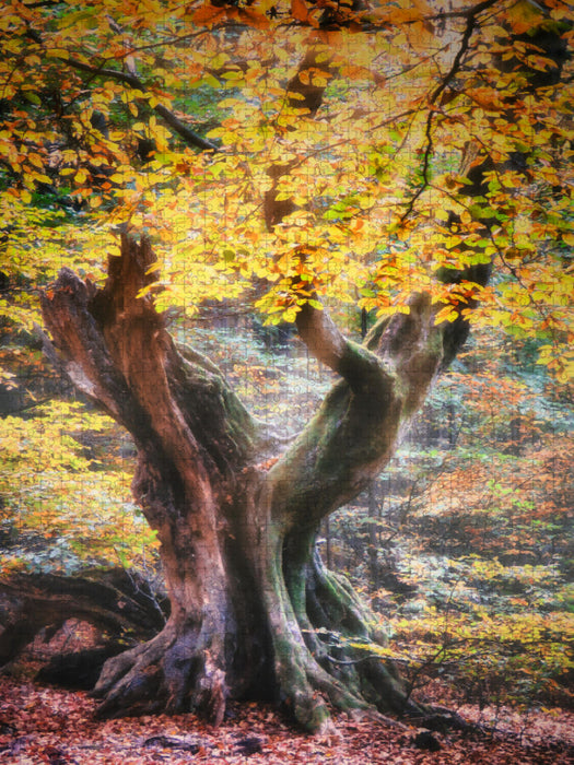 Alte Buche im Herbst - CALVENDO Foto-Puzzle'