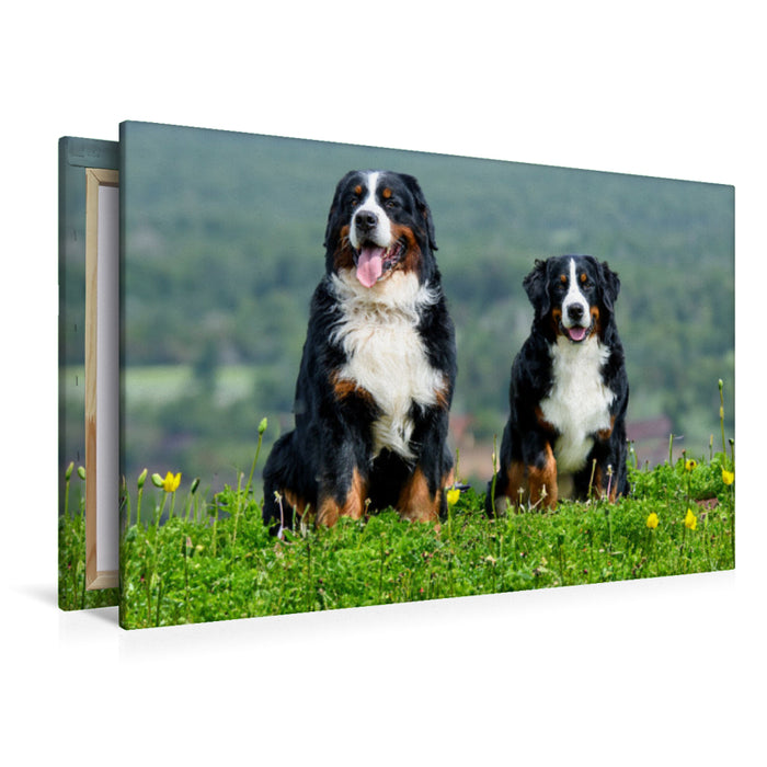 Premium Textil-Leinwand Berner Sennehunde