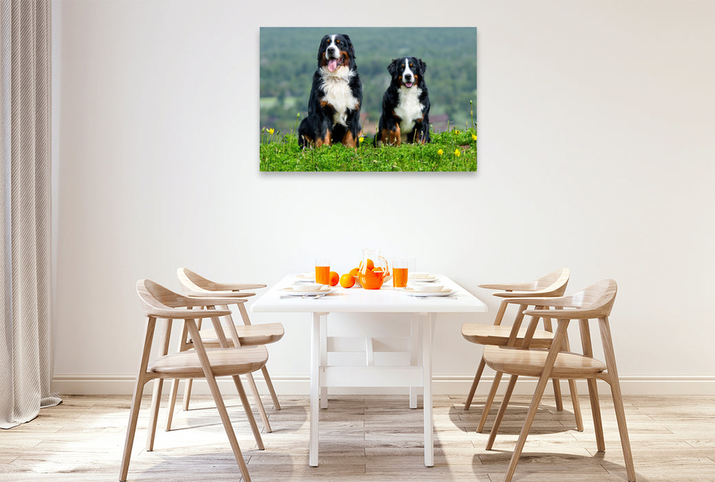 Premium Textil-Leinwand Berner Sennehunde