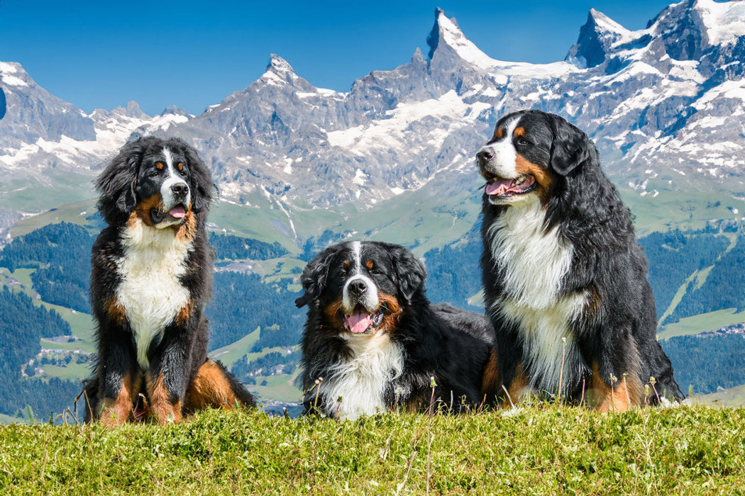 Premium Textil-Leinwand Berner Sennenhunde in der Schweiz