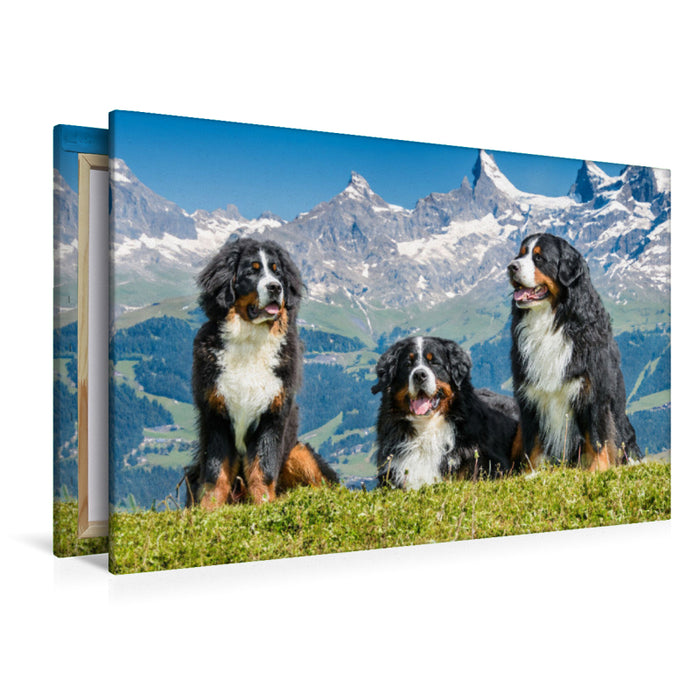 Premium Textil-Leinwand Berner Sennenhunde in der Schweiz