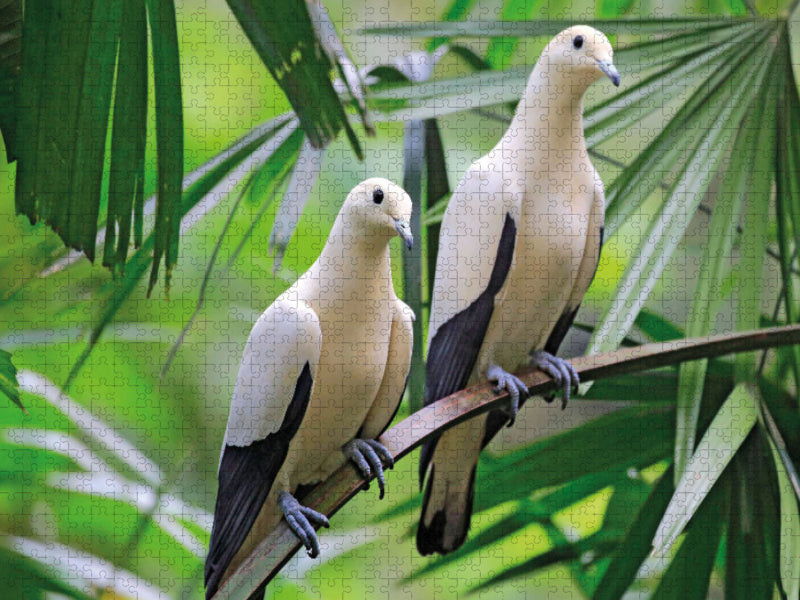 Colombe fruitière bicolore, un couple sur un arbre - Puzzle photo CALVENDO' 