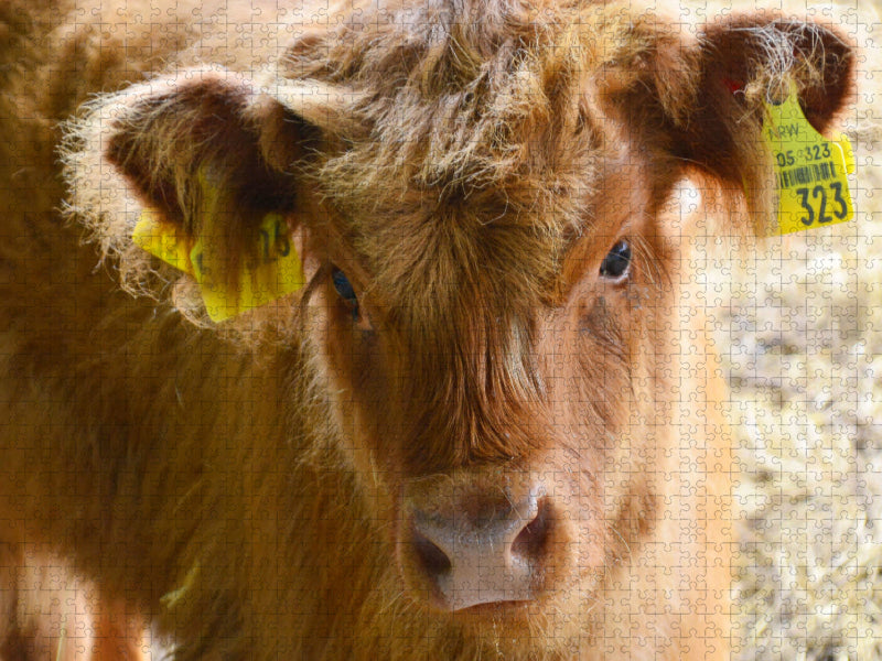 Veaux - Petits briseurs de cœur dans les prés - Puzzle photo CALVENDO' 