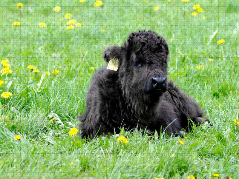 Le petit bétail écossais des Highlands profite des rayons du soleil. - Puzzle photo CALVENDO' 