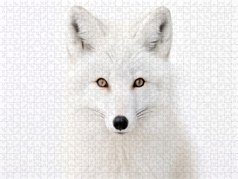 Ein Motiv aus dem Kalender "Only white animals" - CALVENDO Foto-Puzzle'
