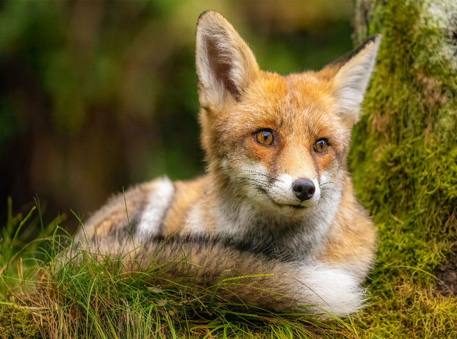 Renard - Puzzle photo CALVENDO' 