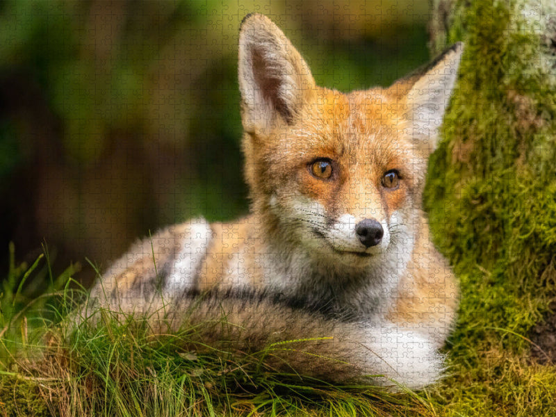 Fuchs - CALVENDO Foto-Puzzle'