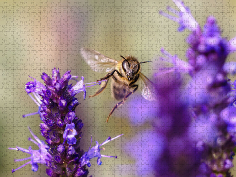Biene im Flug an Duftnessel - CALVENDO Foto-Puzzle'