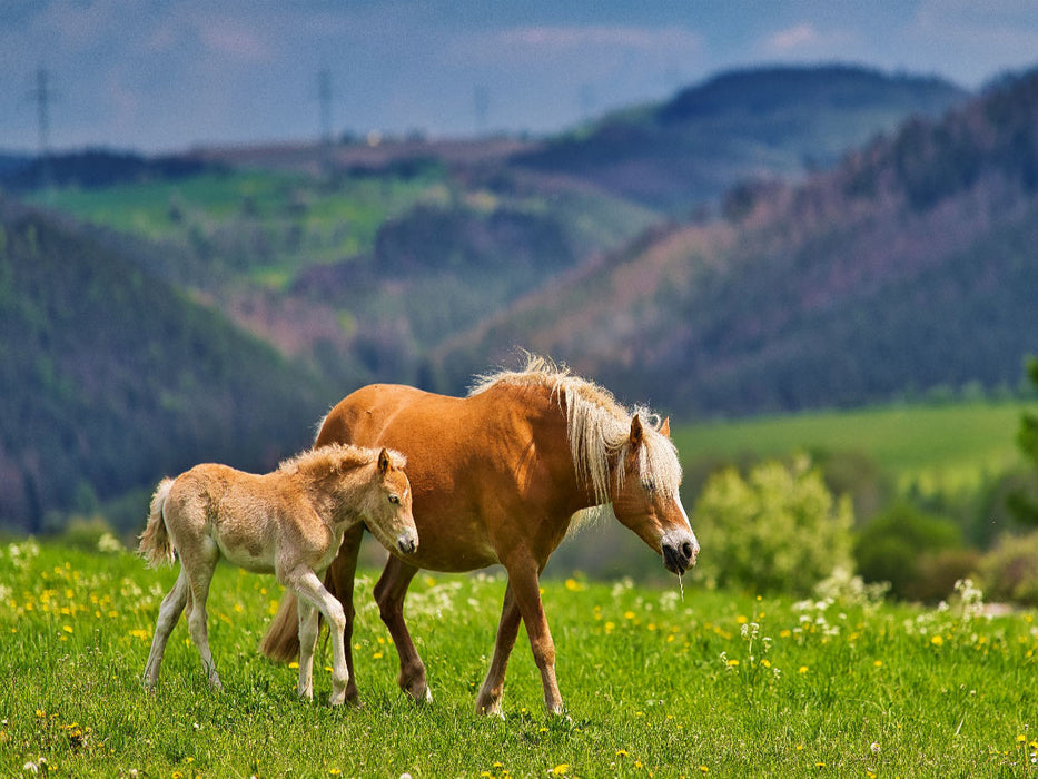 Haflinger Stute mit Fohlen - CALVENDO Foto-Puzzle'