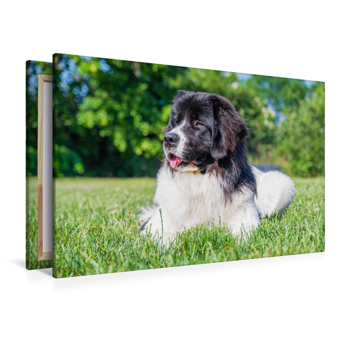 Premium textile canvas Landseer on the meadow 