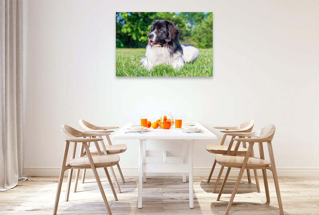 Premium textile canvas Landseer on the meadow 