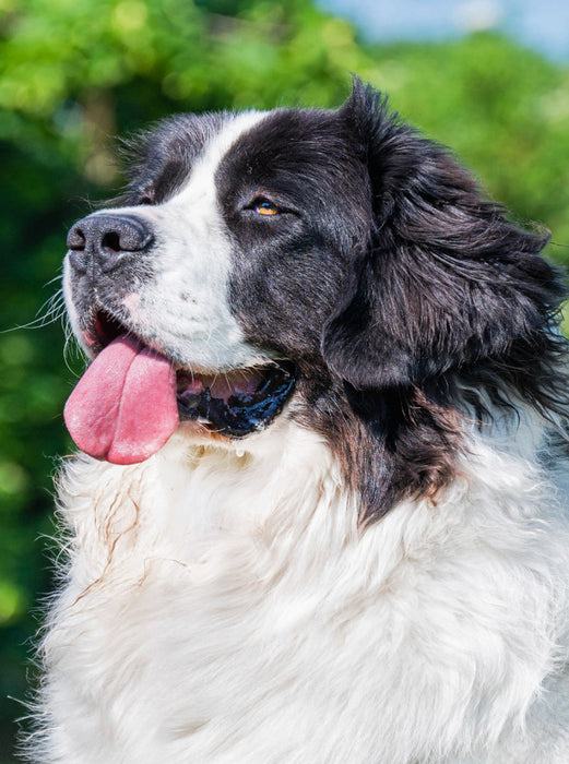 Landseer Porträt - CALVENDO Foto-Puzzle'