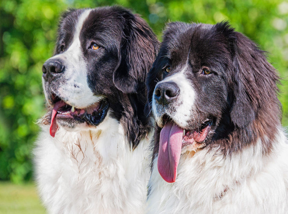 Porträt zweier Landseer - CALVENDO Foto-Puzzle'