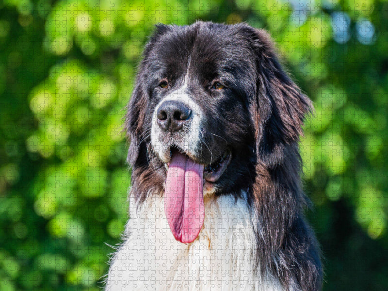 Portrait d'une chienne Landseer - Puzzle photo CALVENDO' 