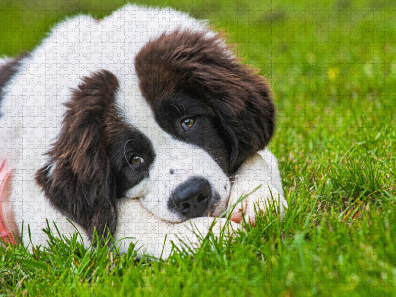 Qui peut résister à ce regard ? - Puzzle photo CALVENDO' 