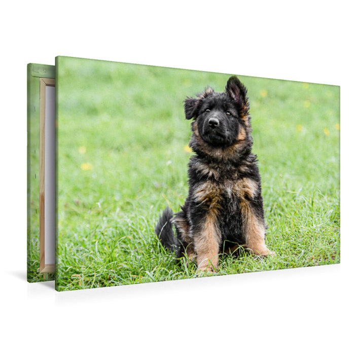 Premium Textil-Leinwand Schäferhund - Welpe Hündin