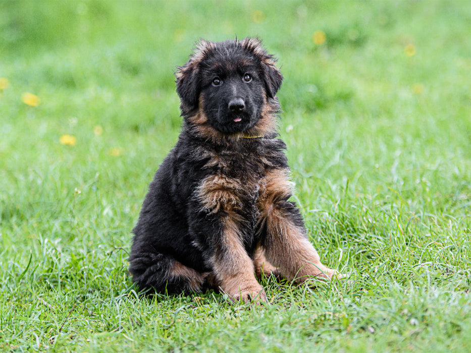 Berger Allemand - Chiot Poil Long - CALVENDO Photo Puzzle' 