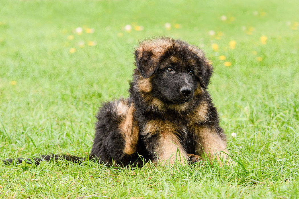 Premium Textil-Leinwand Schäferhund - Welpe Rüde