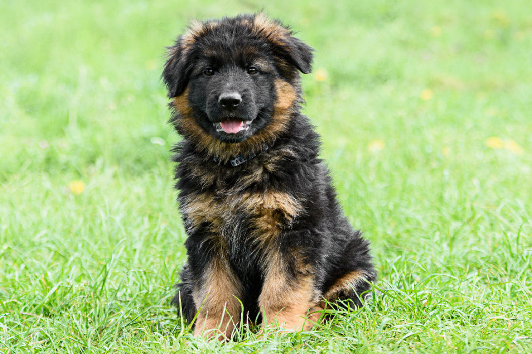 Premium Textil-Leinwand Schäferhund - Welpe Langstockhaar