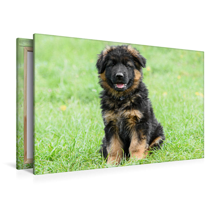 Premium textile canvas German Shepherd - puppy long-haired 