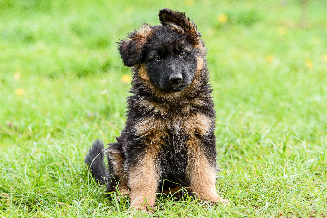 Premium Textil-Leinwand Schäferhund - Welpe Hündin