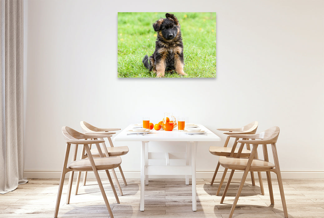 Premium textile canvas German Shepherd - puppy bitch 