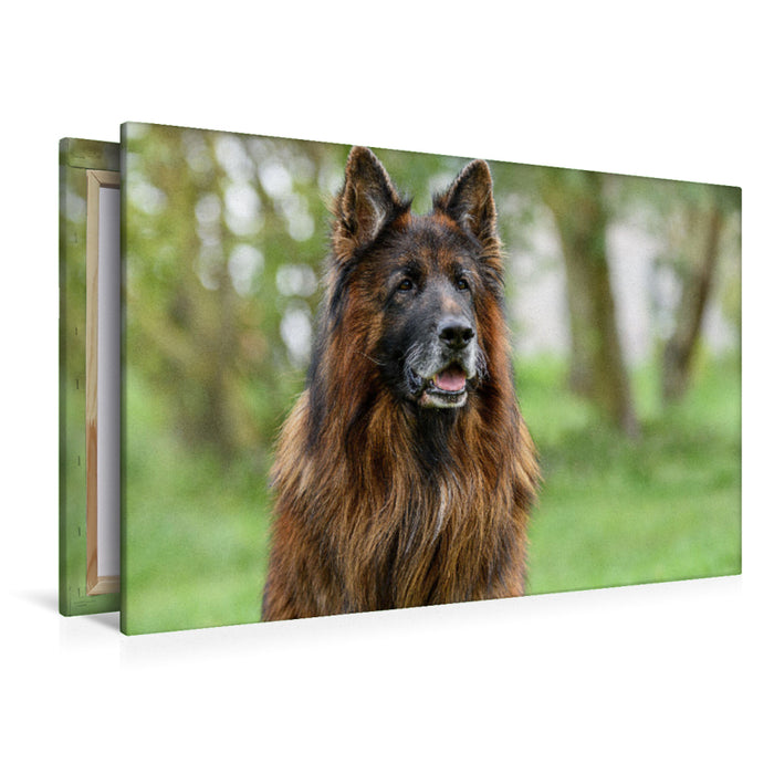 Premium textile canvas 10 year old long-haired German Shepherd 